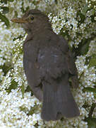 Common Blackbird