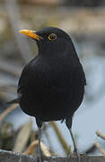 Common Blackbird