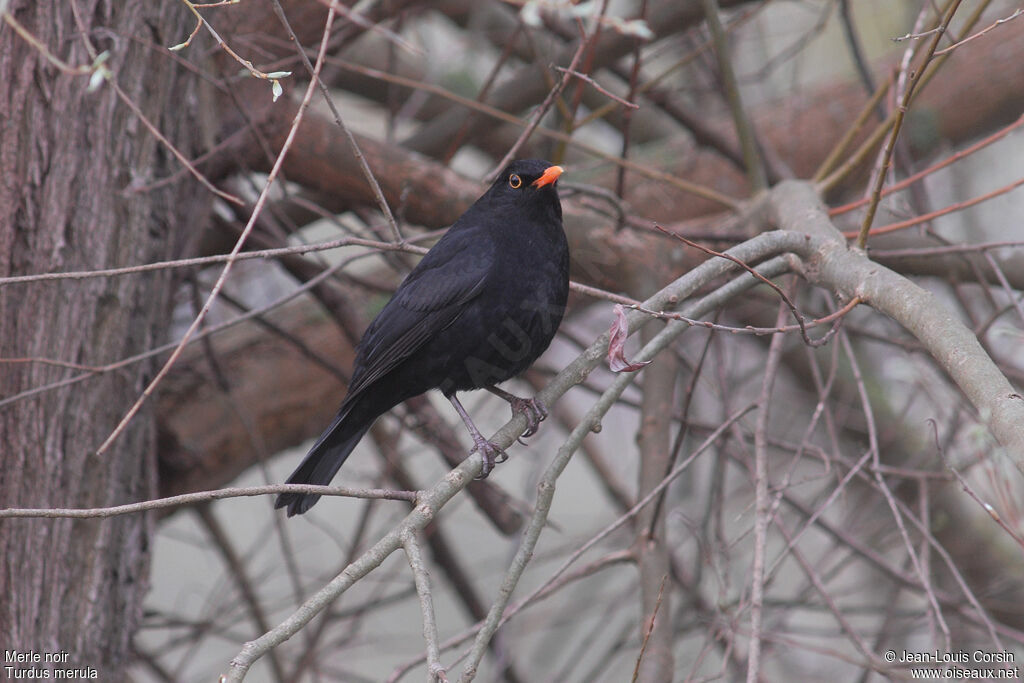 Common Blackbird male