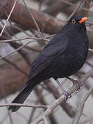 Common Blackbird