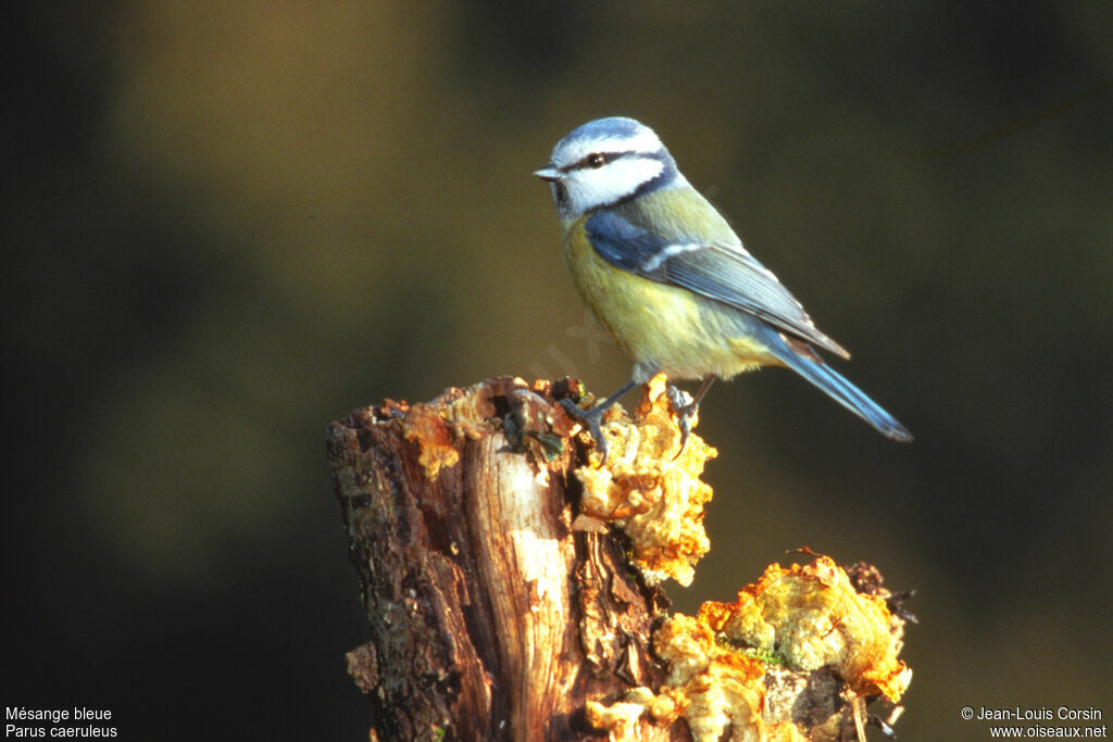 Eurasian Blue Tit