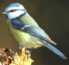 Mésange bleue