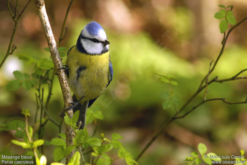 Mésange bleue