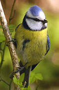 Eurasian Blue Tit