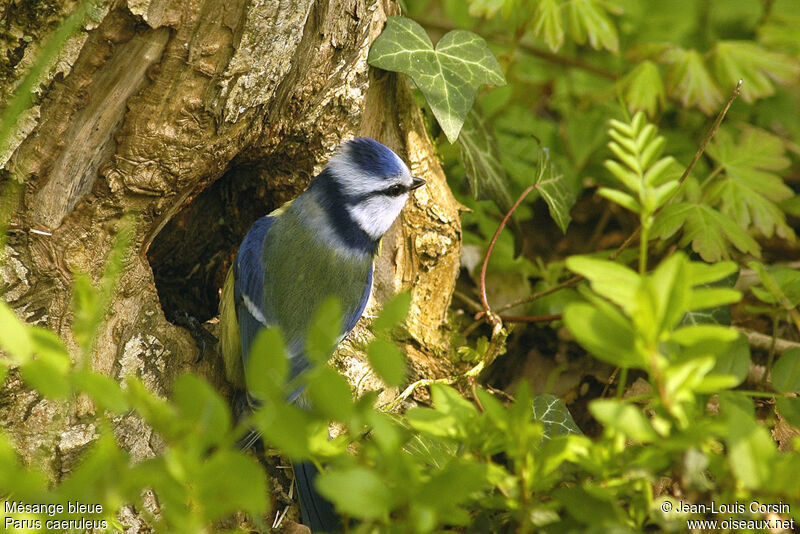 Eurasian Blue Tit male adult