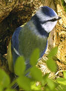 Eurasian Blue Tit