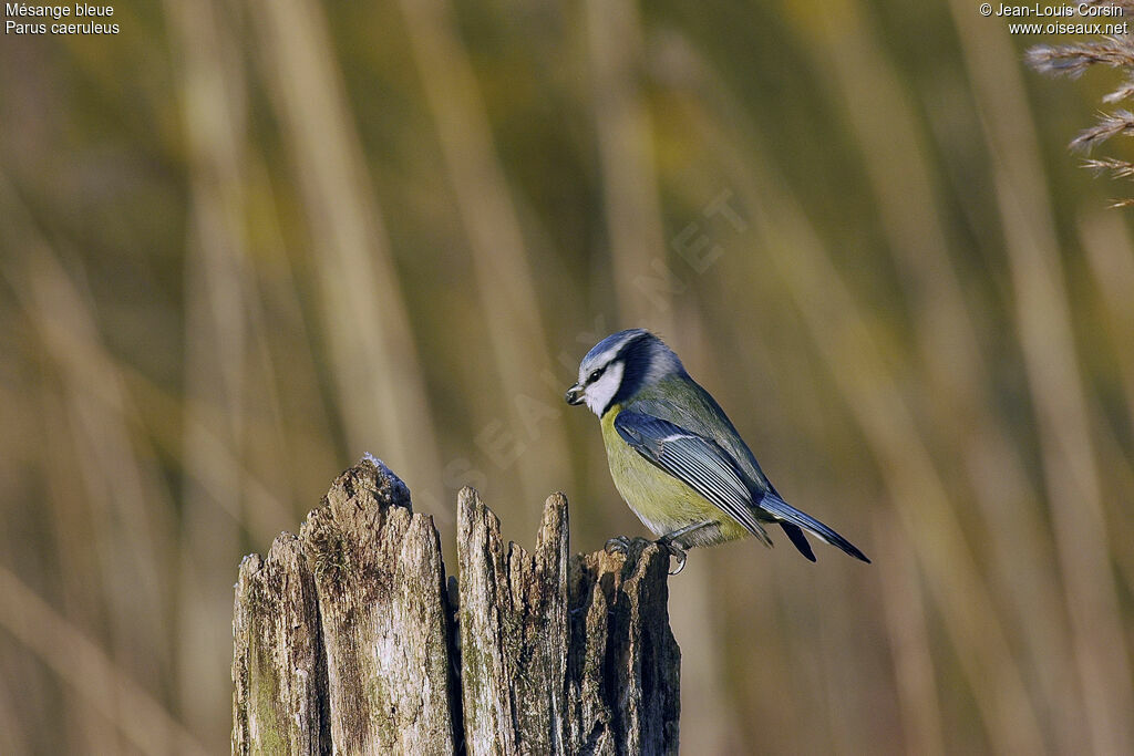 Mésange bleue