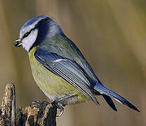 Mésange bleue