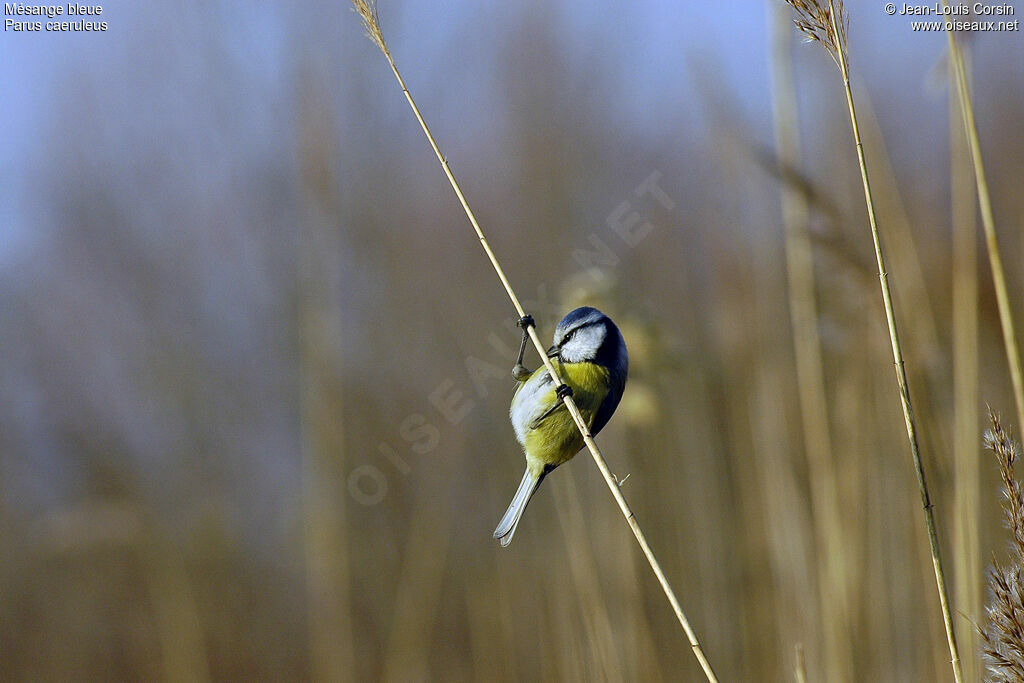 Mésange bleue