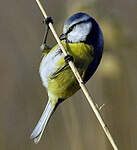 Mésange bleue