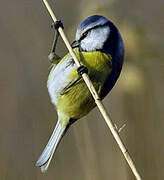 Mésange bleue