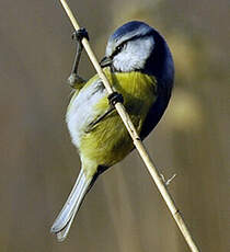 Mésange bleue