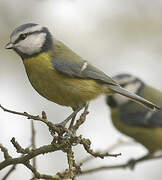 Mésange bleue