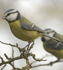 Mésange bleue