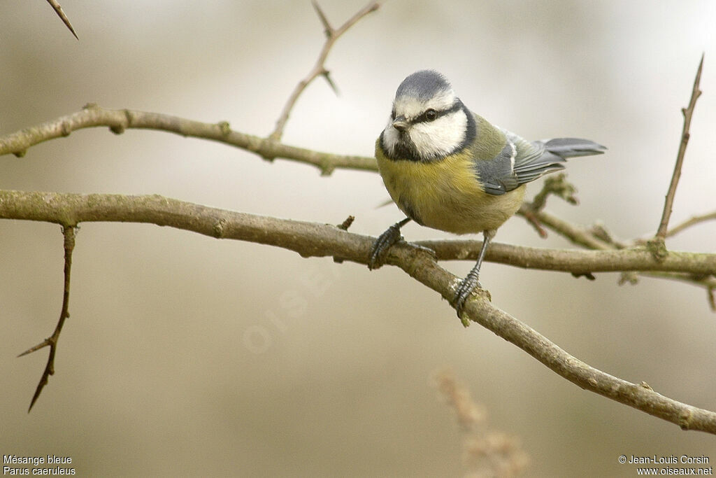 Mésange bleue