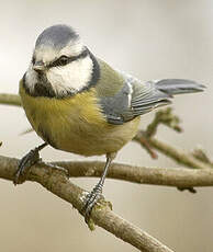 Mésange bleue