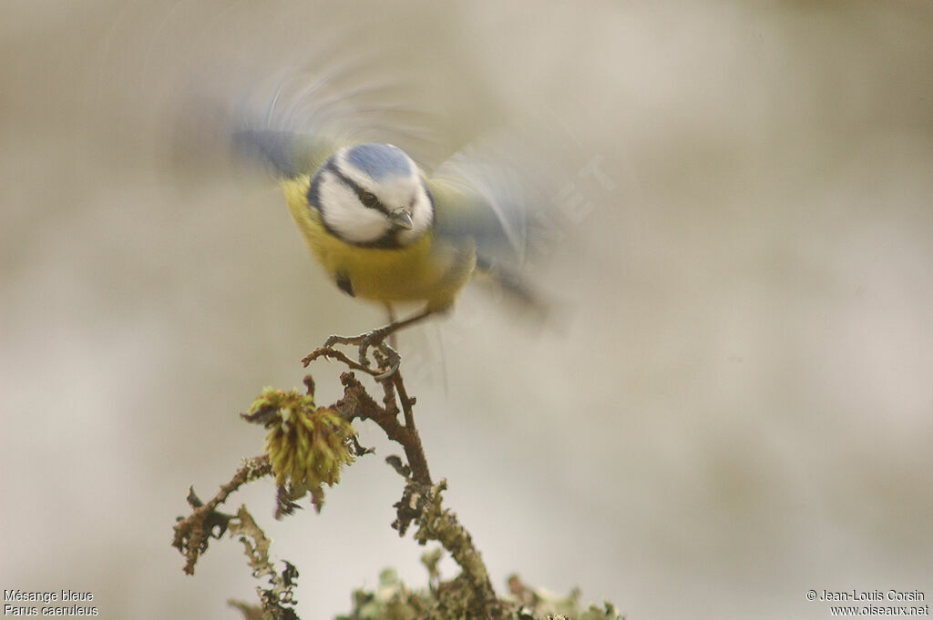 Mésange bleue