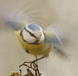 Mésange bleue