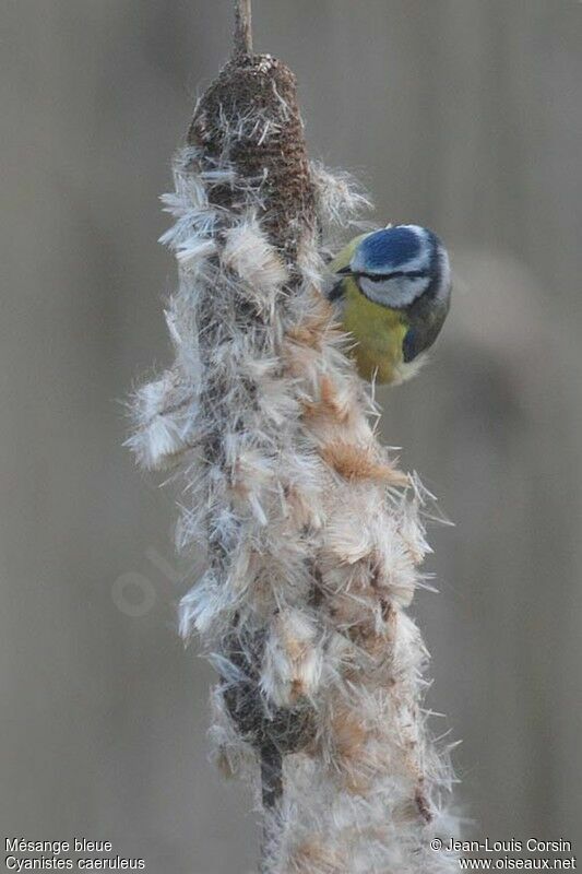 Eurasian Blue Tit