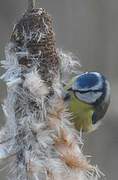 Eurasian Blue Tit