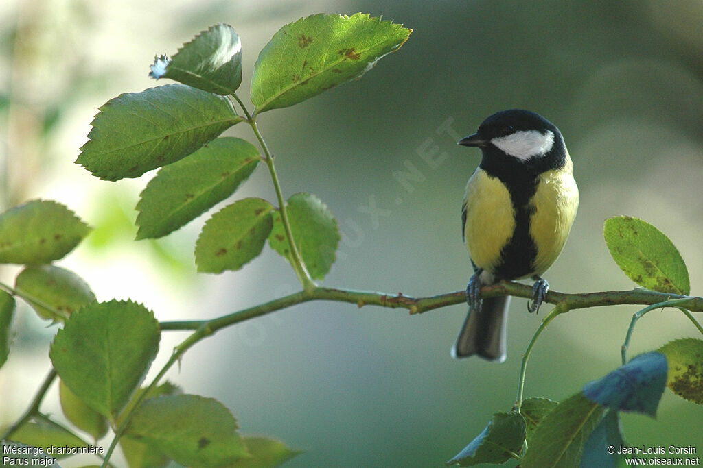 Great Tit