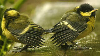 Great Tit