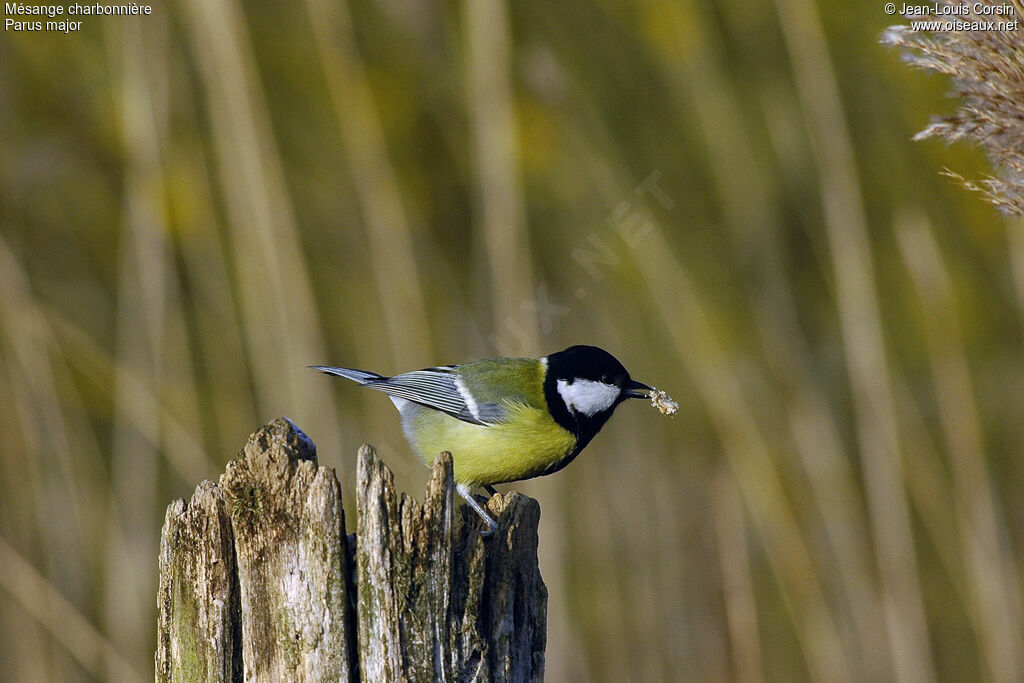 Great Tit