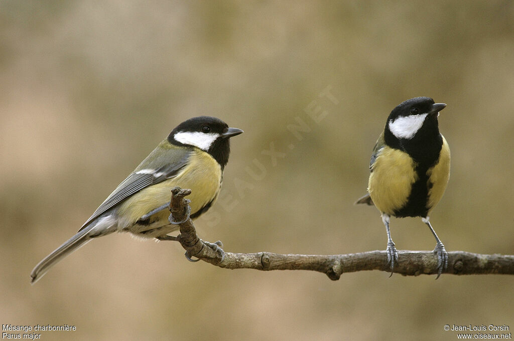 Mésange charbonnière