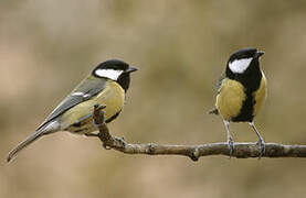 Great Tit