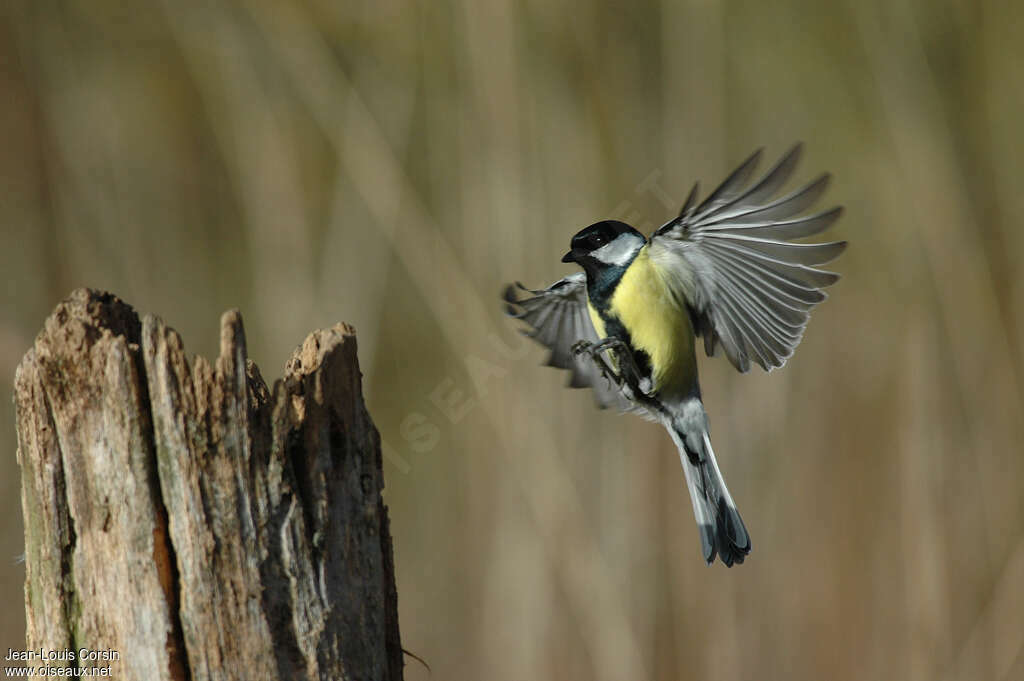 Mésange charbonnière mâle adulte, Vol