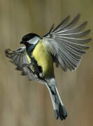 Great Tit