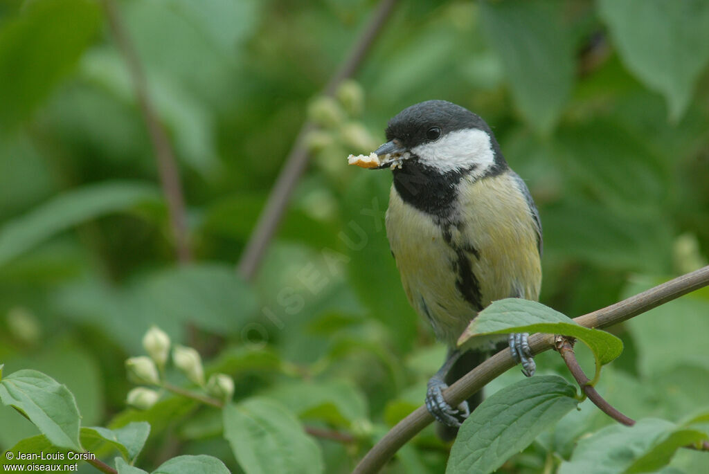 Great Tit