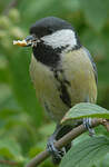 Mésange charbonnière