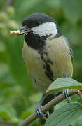 Great Tit