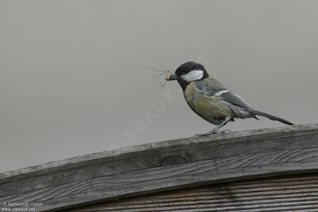 Great Tit