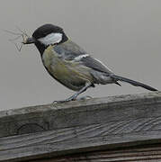 Great Tit