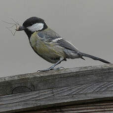 Mésange charbonnière