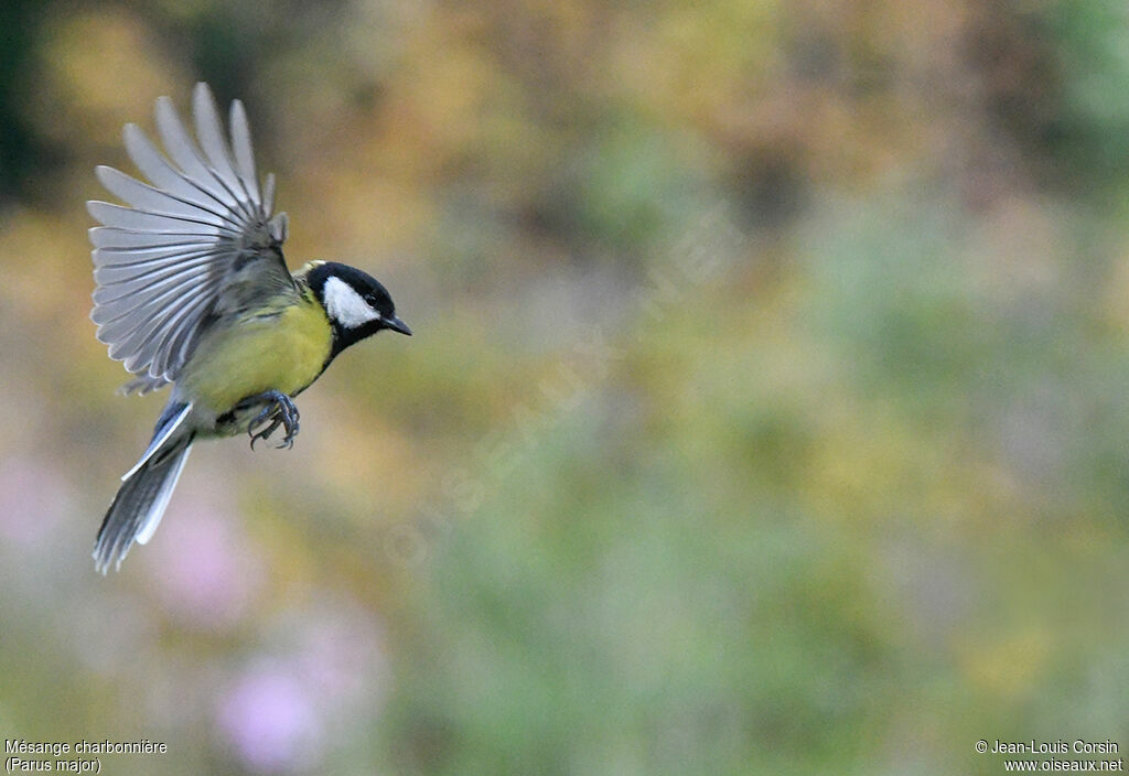 Mésange charbonnière