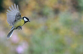 Great Tit