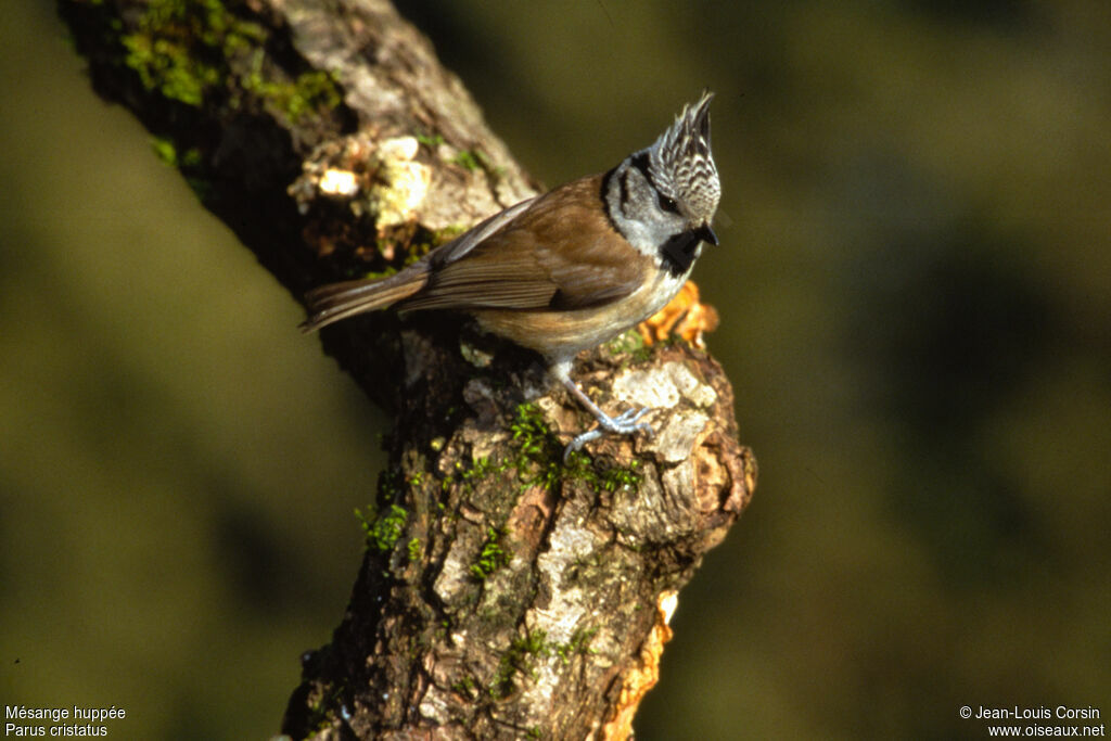 Mésange huppée