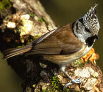 European Crested Tit