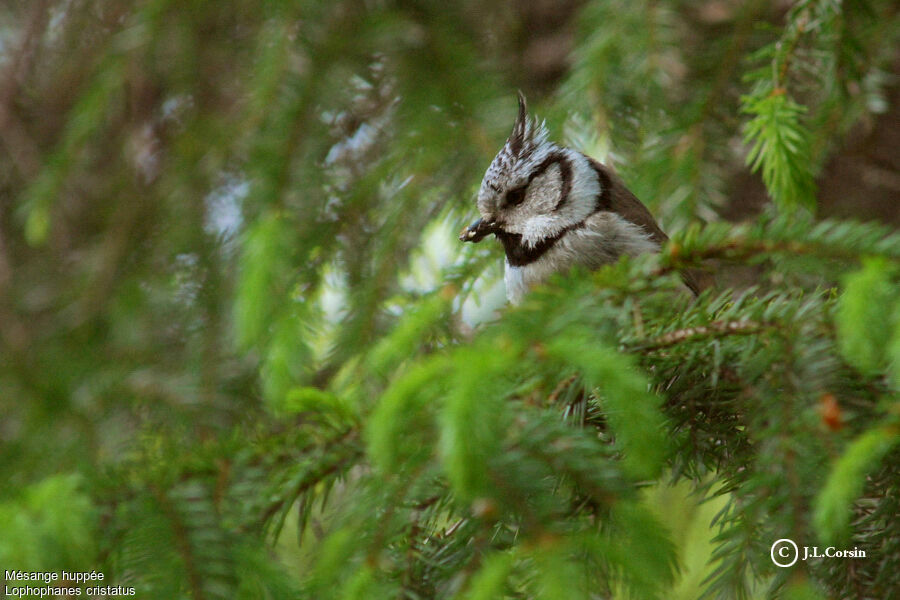 Mésange huppée