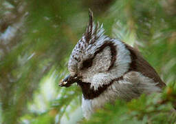 Mésange huppée