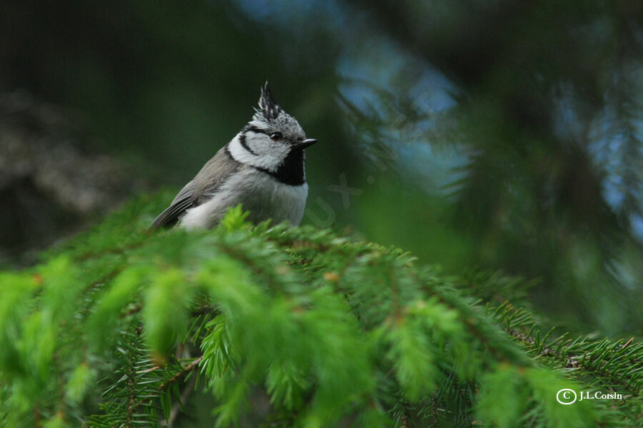 Mésange huppée