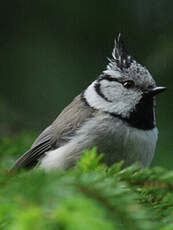 Mésange huppée