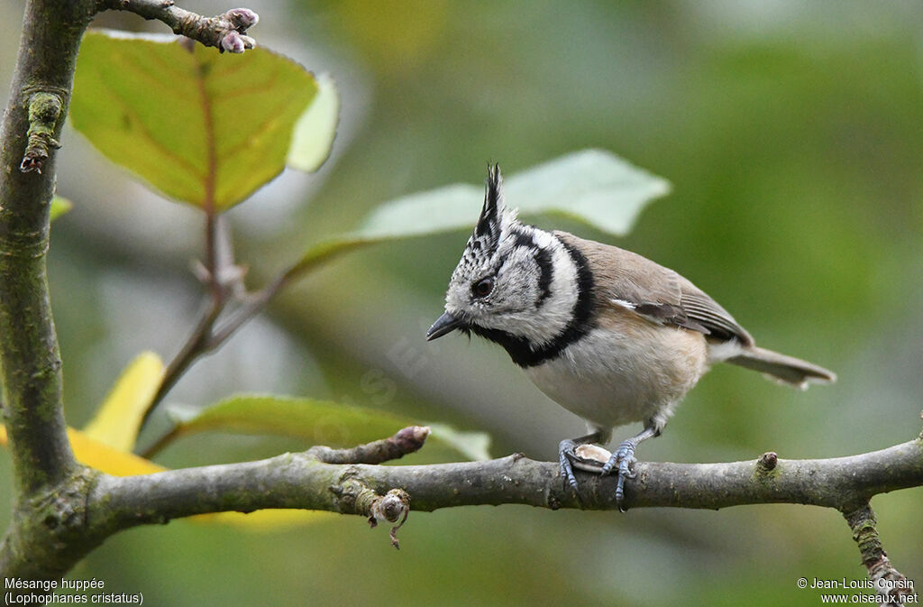 Mésange huppée