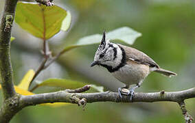 European Crested Tit