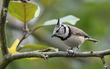 Mésange huppée