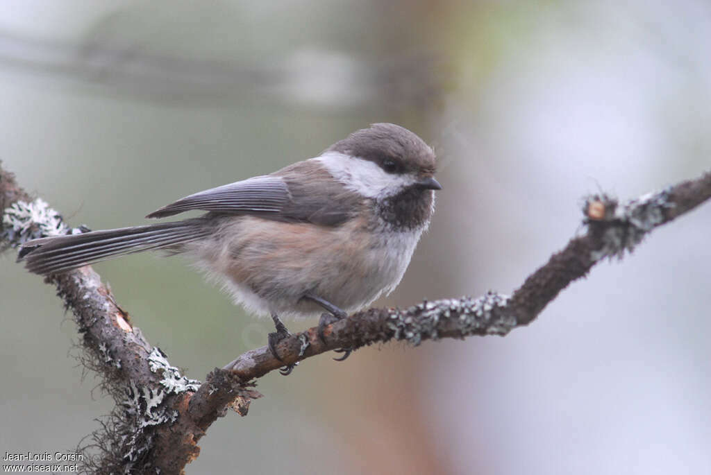 Grey-headed Chickadeeadult, pigmentation