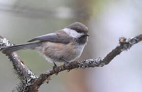 Grey-headed Chickadee